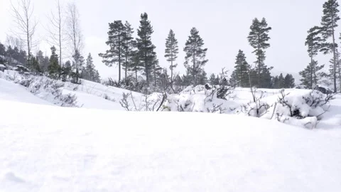 Climate change high wind in a snowy forest. Cinematic Cold Weather Mountain Stock Footage 333395213