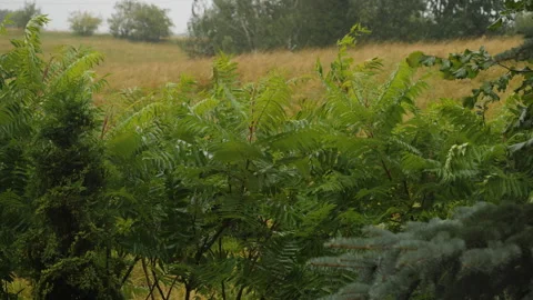 Climate Change Hurricane Outside, Heavy Rain With Wind, Thunderstorm. Scary.. Stock Footage 290935593