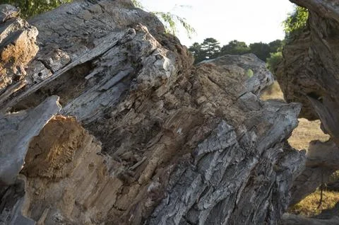 Climate change killng trees Stock Photos