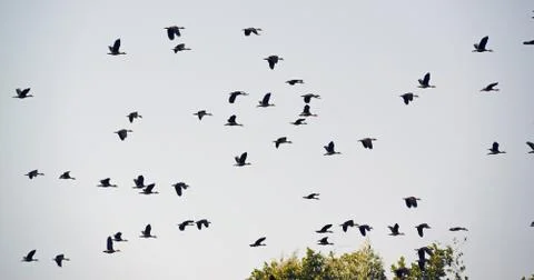 Climate change is more challenges for migratory birds Foto stock