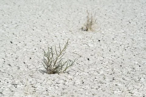Climate Change, Mud Patterns With 2 Symbolic Plants Growing Stock-Fotos