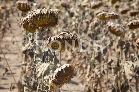 Climate change Stock Photos