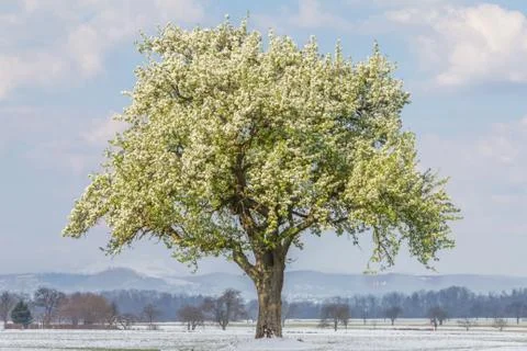 Climate change scene of spring summer tree in winter landscape. Global warmin Stock Photos