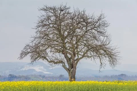 Climate change scene of winter tree in spring summer landscape. Global warmin Stock Photos
