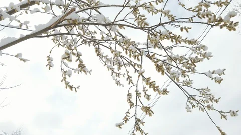 Climate change. Snow at spring. Spring flowers covered with snow. Global catacly Video stock 126927378