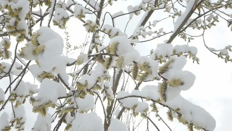 Climate change. Snow at spring. Spring flowers covered with snow. Global catacly 스톡 동영상 126927732