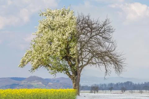 Climate change transition spring summer to winter time over year. Global warm Foto stock