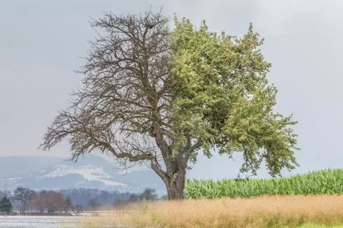 Climate change transition winter to spring summer time over year. Global warm Stock Photos