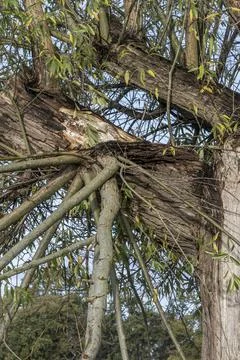 Climate change on trees Foto stock