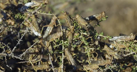 Climate change.Close-up. Millions of brown locust swarms decimating crops Vídeos de archivo 171374191