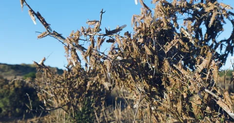 Climate change.Close-up panning view. Millions of brown locust swarms  Stock Footage 171373941