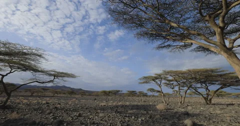 Climate change.drought.Acacia trees amongst extremely drought stricken landscape Stock Footage 203839041
