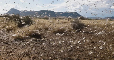 Climate change.tracking shot.Millions of brown locust swarms decimating crops Vídeo Stock 171375472