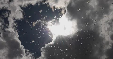 Climate change.Underneath view. Millions brown locust swarms flying against sun Stock Footage 171374803