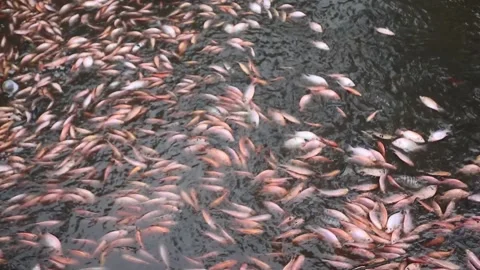 The climate crisis is causing rivers to experience water shortages Stock Footage 312719039