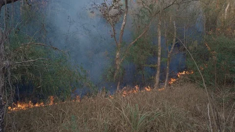 Climate crisis. Flame and smoke in national park. Destruction of rainforest by Stock Footage 128451553