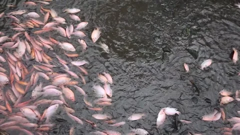 The climate crisis making it difficult for fish to survive Stock Footage 312719040