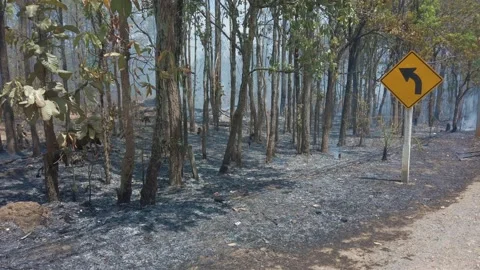 Climate crisis. Surface Fire and smoke in park near road. Destruction of forest Stock Footage 131010786
