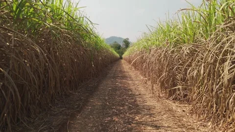 Climate Smart Agriculture CSA transform agribusiness challenge for ESG SDGs.. 스톡 동영상 321106391