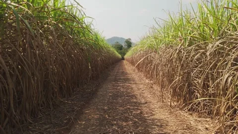 Climate Smart Agriculture CSA transform agribusiness challenge for ESG SDGs.. 库存影片 321106392