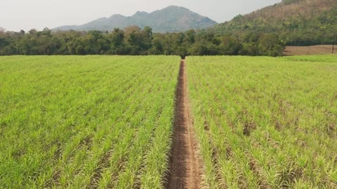 Climate Smart Agriculture CSA transform agribusiness challenge for ESG SDGs.. 库存影片 321106393