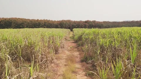 Climate Smart Agriculture CSA transform agribusiness challenge for ESG SDGs.. 库存影片 321106395