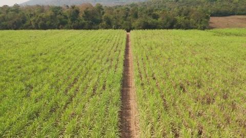 Climate Smart Agriculture CSA transform agribusiness challenge for ESG SDGs.. 库存影片 321106397