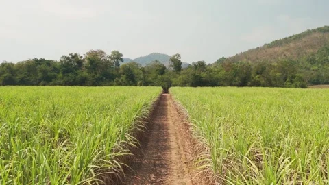 Climate Smart Agriculture CSA transform agribusiness challenge for ESG SDGs.. 库存影片 321106410