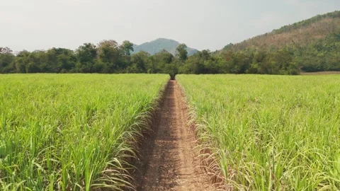 Climate Smart Agriculture CSA transform agribusiness challenge for ESG SDGs.. 库存影片 321106412