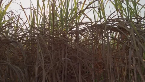 Climate Smart Agriculture CSA transform agribusiness challenge for ESG SDGs.. 库存影片 321106422