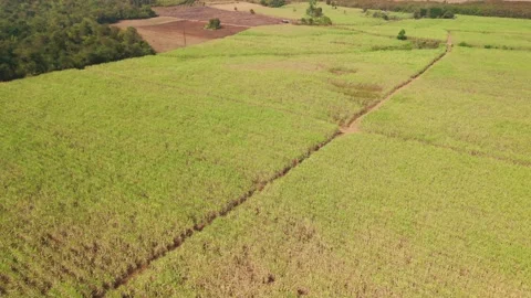 Climate Smart Agriculture CSA transform agribusiness challenge for ESG SDGs.. 库存影片 321106424