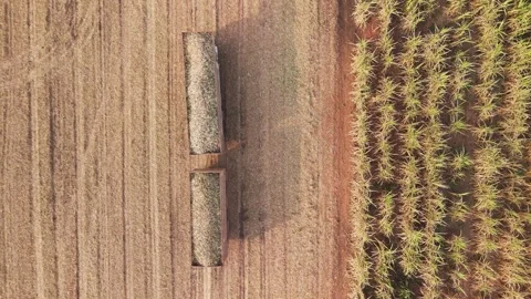 Climate Smart Agriculture CSA transform agribusiness challenge for ESG SDGs.. Stock Footage 321109280