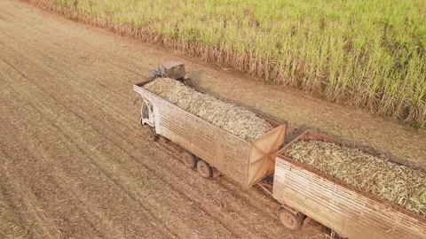 Climate Smart Agriculture CSA transform agribusiness challenge for ESG SDGs.. 库存影片 321109288