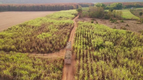 Climate Smart Agriculture CSA transform agribusiness challenge for ESG SDGs.. 库存影片 321109299