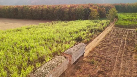 Climate Smart Agriculture CSA transform agribusiness challenge for ESG SDGs.. 库存影片 321109301