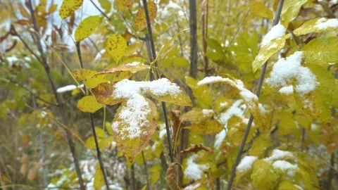 Climate, snow in middle of hot day! paradox of climate. first snow in fall. Stock Footage 117724708