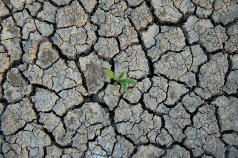 Climatic changes. Dry cracked earth with plant struggling for life. Stock Photos