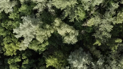 Climb up above the forest above the treetops the camera looks down Video stock 111908281