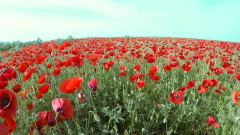 Climb the camera up over the red flowers. Stock-Footage 90958718