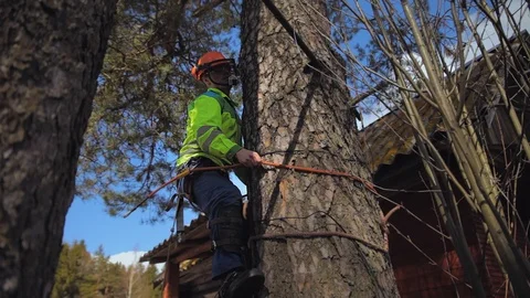 Climber climbs a tree Stock Footage 97407796