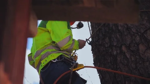 Climber climbs a tree Stock Footage 97407826