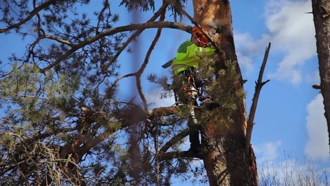 Climber climbs a tree Stock Footage 97407907