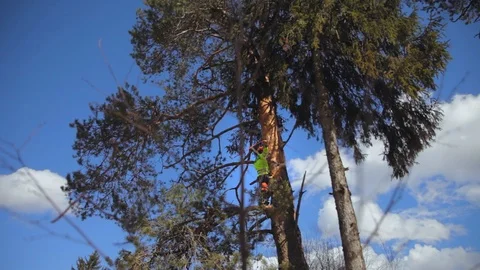 Climber climbs a tree Stock Footage 97407960