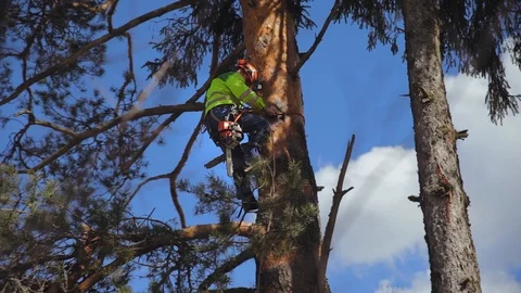 Climber climbs a tree Stock Footage 97407981