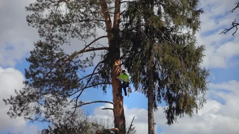 Climber climbs a tree Stock Footage 97408031