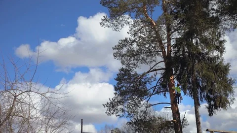Climber climbs a tree Stock Footage 97410848