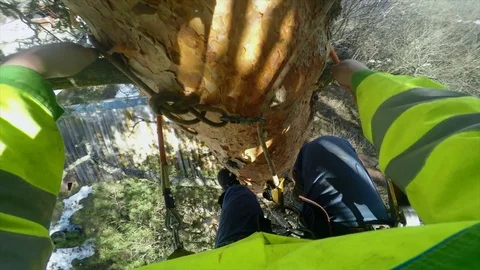 Climber climbs a tree pov Stock Footage 97407762
