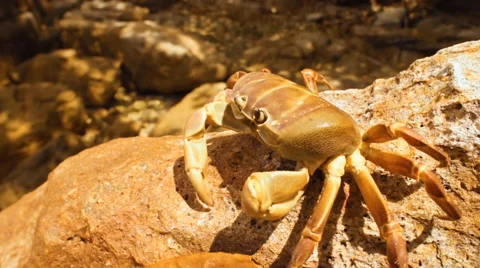 Climber crab Stock Footage 52922453