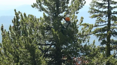 Climber Gaining Stability in Whitebark Pine Tree Stock Footage 121593912