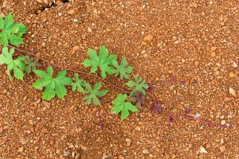Climber on the ground Stock Photos